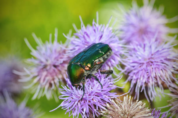 istock The green beetle collects pollen from the flower. 1270077740