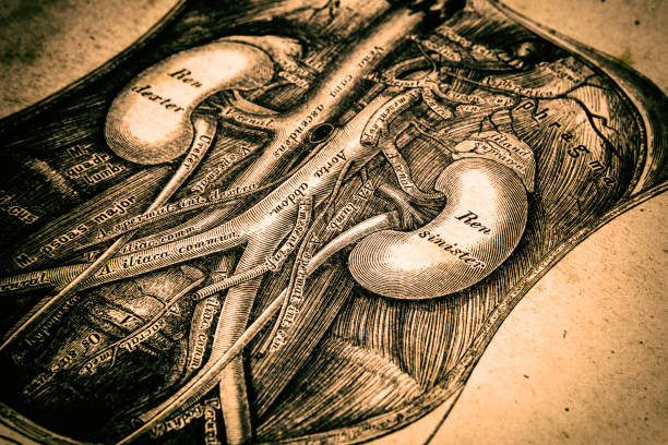 Kidneys Photo of a Kidneys engravings nephropathy photos stock pictures, royalty-free photos & images