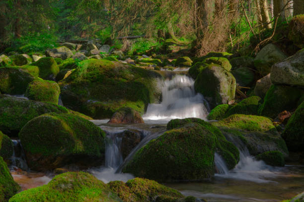 fiume verde nel forrest. - waterfall woods green river foto e immagini stock