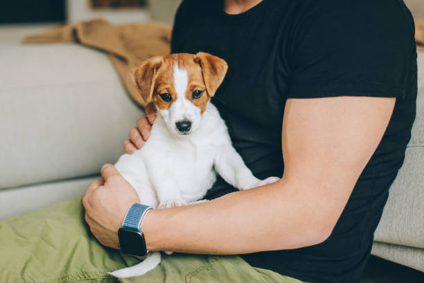 istock Adorable puppy Jack Russell Terrier in the owner's hands. 1270079083