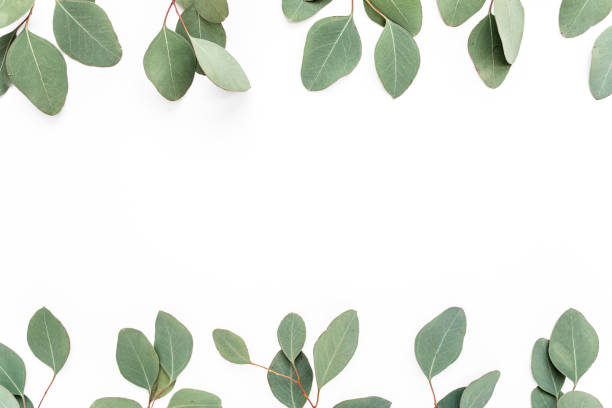 istock Pattern with green leaves eucalyptus populus isolated on white background. Flat lay, top view 1270079315