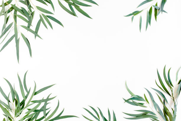 istock frame of green branches, eucalyptus leaves on a white background. flat layout, top view 1270079401