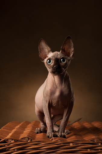 Sphynx cat. Photo of a cat of the sphinx breed in the studio on a dark background. Light and shadow. Mysterious look. Big eyes. Mystical animal. Pet. The cat is sitting on a basket made of vines.
