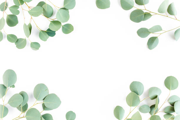 istock frame of green branches, eucalyptus leaves on a white background. flat layout, top view 1270082029