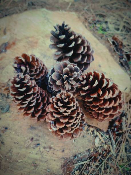Pine cones on a felled pine, the transition of life itself