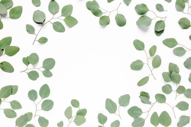 istock Green eucalyptus leaves isolated on white background. lay flat, top view 1270082153