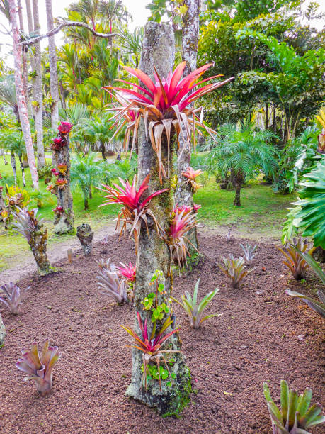istock Tropical Flower in Martinique 1270082359