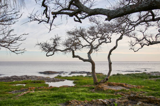 istock various trees on the coast against the river water 1270082462