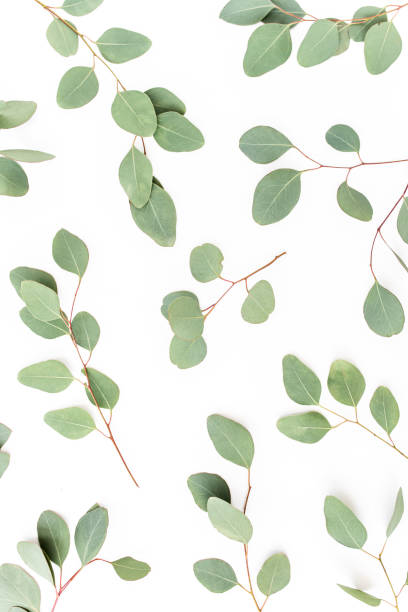 istock Pattern with green leaves eucalyptus populus isolated on white background. Flat lay, top view 1270082494