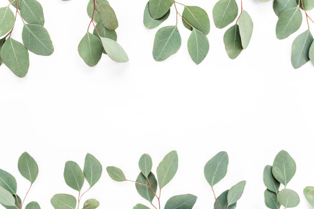istock Pattern with green leaves eucalyptus populus isolated on white background. Flat lay, top view 1270082560
