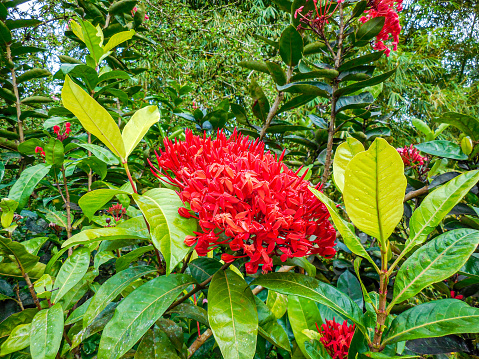 Tropical Flower in Martinique
