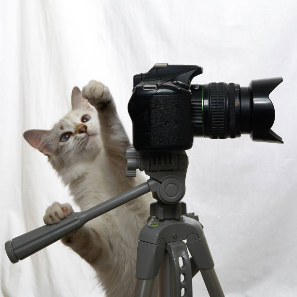 istock Cat photographer with camera on tripod isolated on white background 1270083534