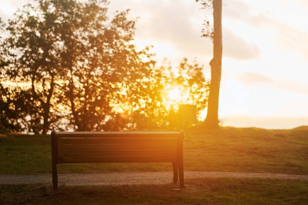 istock Bench in the forest against the backdrop of the setting sun 1270083537