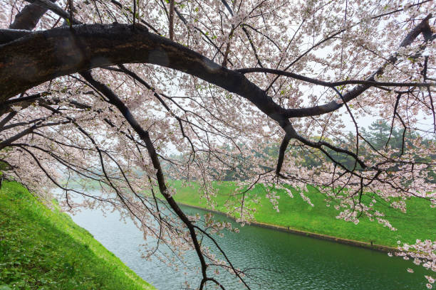 istock Beautiful pink sakura cherry blossom during spring season at Tokyo 1270083654