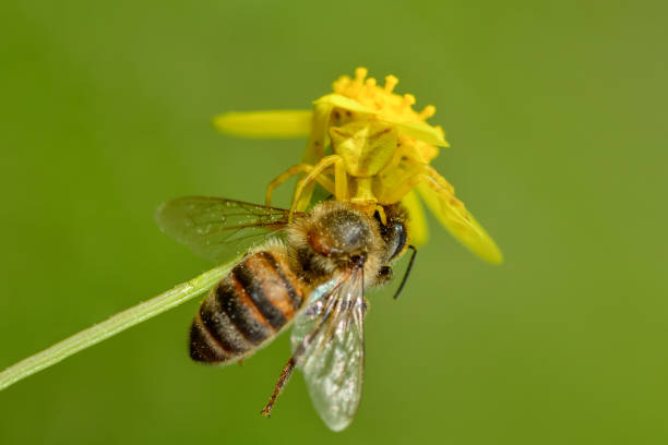 istock Goldenrod crab spider feasting on fly. 1270085033