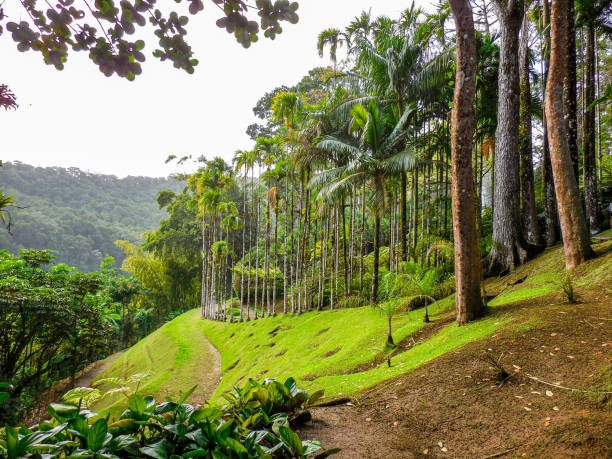 istock Tropical forest in Martinique. 1270085053
