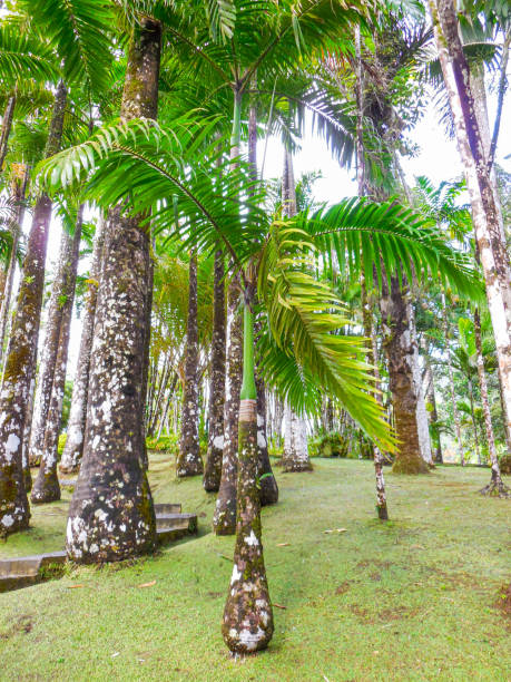 istock Tropical forest in Martinique. 1270085056