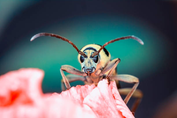 istock beautiful  insect in the garden 1270086486