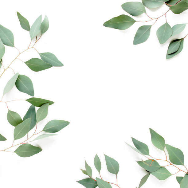 istock Frame made of green leaves eucalyptus populus isolated on white background with empty space for text. Flat lay, top view 1270086524