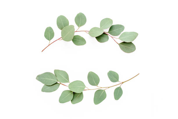 istock Wreath frame made of branches eucalyptus isolated on white background. lay flat, top 1270086807