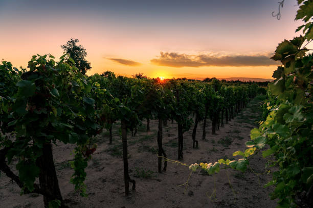 istock winery rows of grape vines with nice sunset colors 1270086941