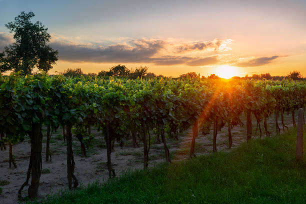 istock winery rows of grape vines with nice sunset colors 1270086961