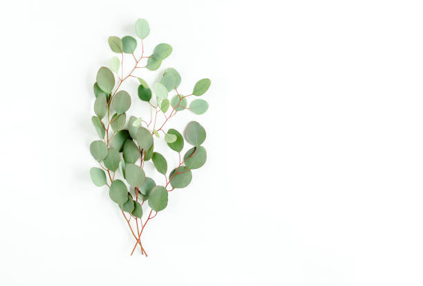 istock Eucalyptus bouquet on a white background. Flat lay, top view 1270087747