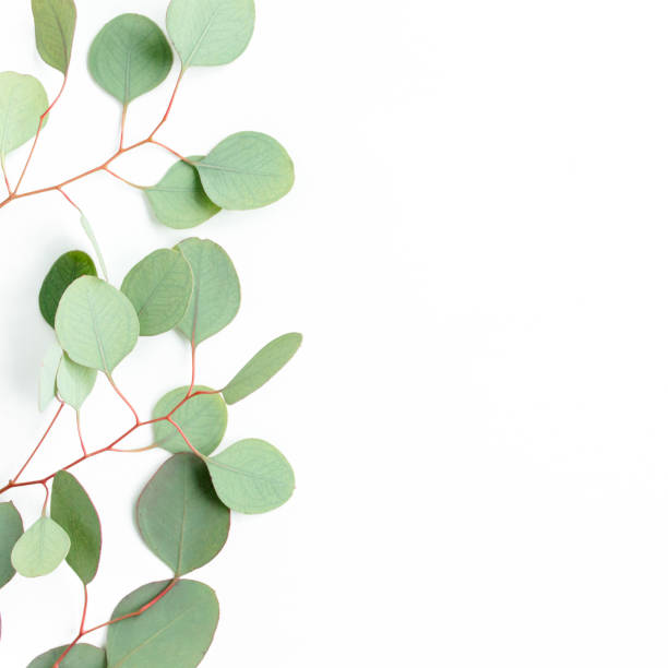 istock Green branch, leaves eucalyptus isolated on white background. Flat lay, top view minimal concept 1270087776