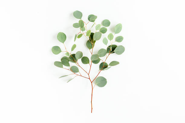 istock green branch eucalyptus on white background. flat lay, top view 1270087809