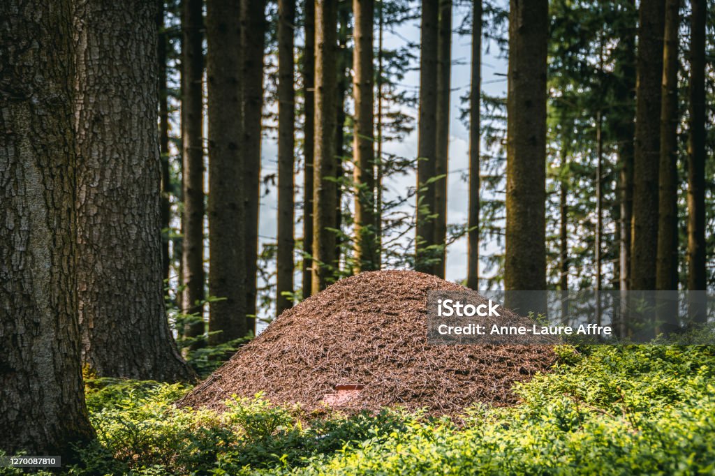An Anthill In The Middle Of The Forest Stock Photo - Download Image Now -  Ant, Heap, Anthill - iStock