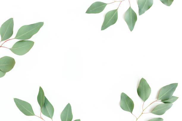 istock Frame made of green leaves eucalyptus populus isolated on white background with empty space for text. Flat lay, top view 1270087936