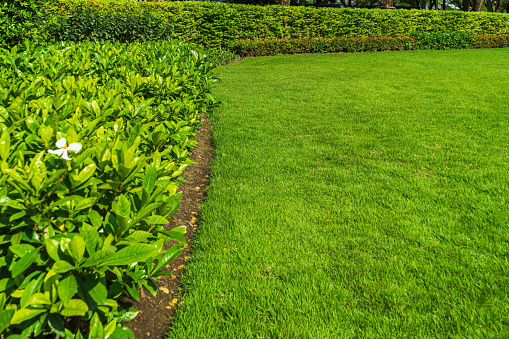 The backyard landscaping design with bright green lawns. Hedge flowers and trees, lawns for events or parties Green decorative garden. Neutral landscape with a greenfield  Landscape park.
