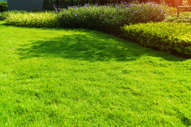 istock Backyard in spring, garden landscape design with tall and low shrubs and flowers has a beautiful rounded shape in the middle is a green grass, Newly cut lawn Lush green with morning sunlight. 1270089062