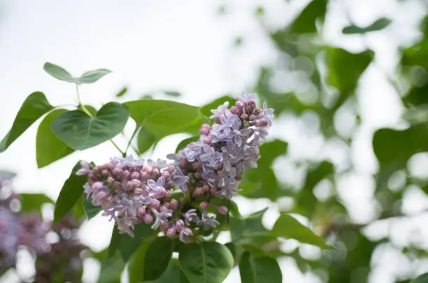 View of the Lilac White