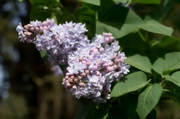 View of the Lilac white