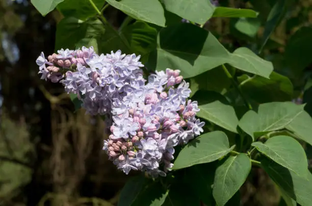 View of the Lilac white