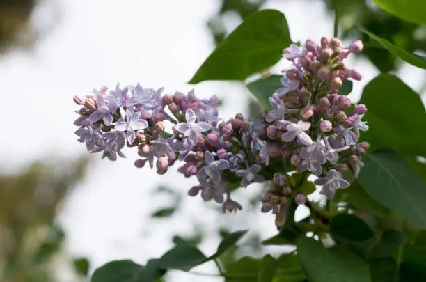 View of the Lilac white