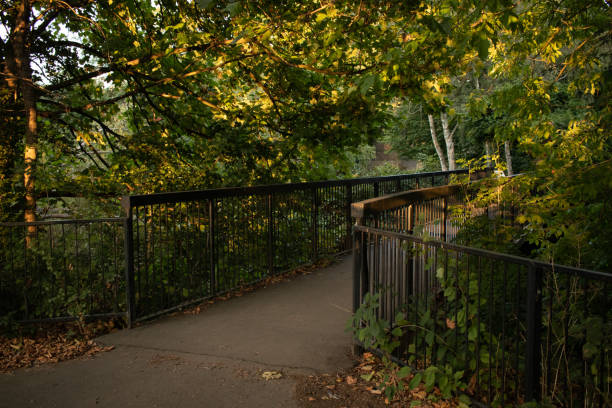 золотой час небольшой пешеходный мост в великобритании британский лес - woodland trail woods forest footpath стоковые фото и изображения