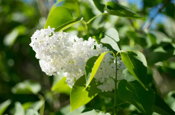 View of the Lilac White
