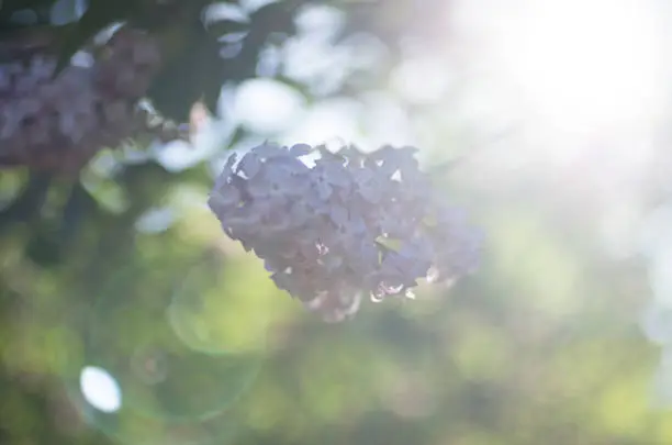 View of the Lilac White