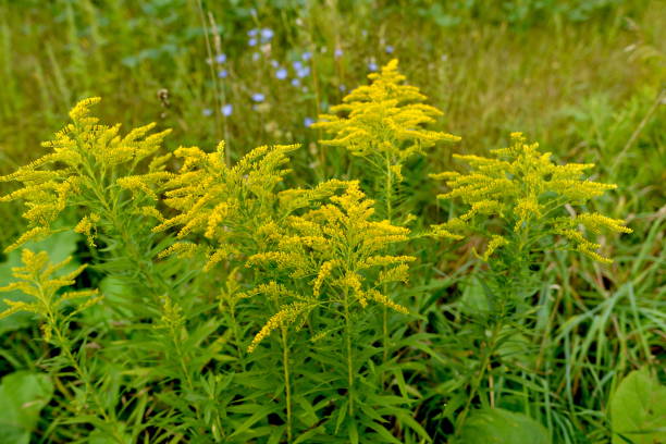 Goldenrod stock photo