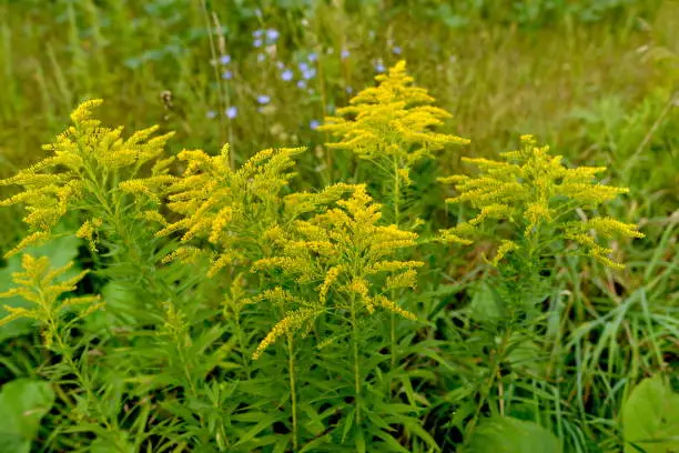 Goldenrod in a full bloom at the end of summer