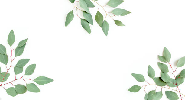 istock Frame made of green leaves eucalyptus populus isolated on white background with empty space for text. Flat lay, top view 1270090682