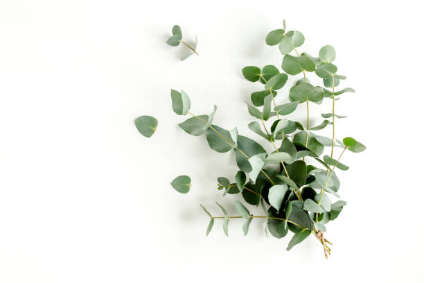 istock Eucalyptus bouquet on a white background. Flat lay, top view 1270091334