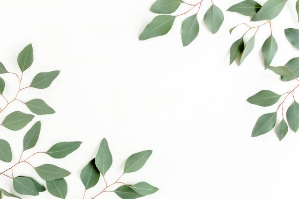 istock Frame made of green leaves eucalyptus populus isolated on white background with empty space for text. Flat lay, top view 1270091409