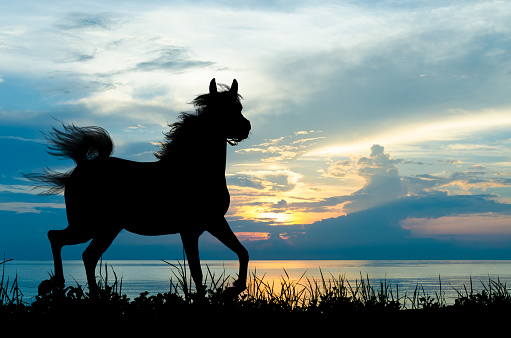 Silhouette of a galloping horse  under palms in sunset
