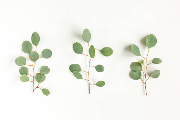 istock Green branch, leaves eucalyptus isolated on white background. Flat lay, top view minimal concept 1270091557
