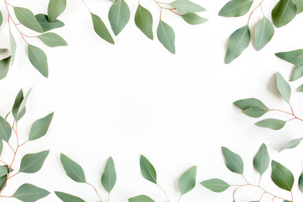 istock Frame made of green leaves eucalyptus populus isolated on white background with empty space for text. Flat lay, top view 1270092277