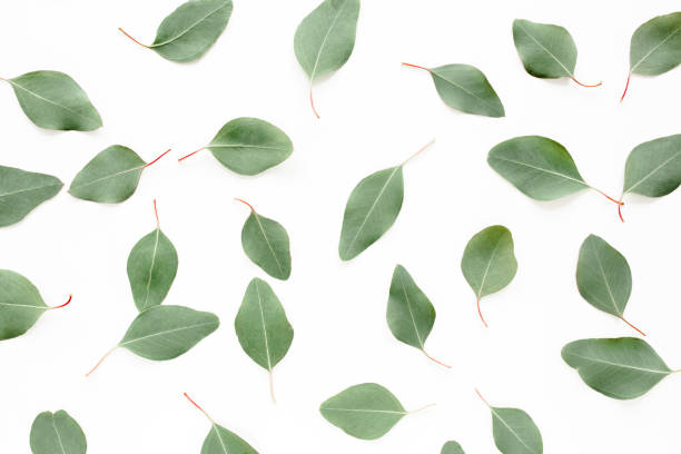 istock green leaves eucalyptus populus isolated on white background. Flat lay, top view 1270092471