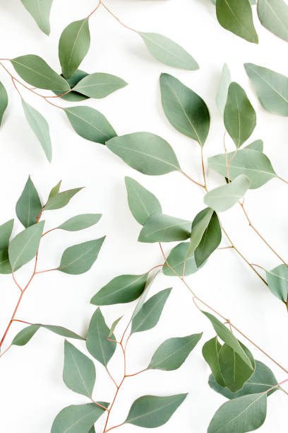 istock Background Texture made of green eucalyptus leaves, branch. Flat lay, top view 1270092597